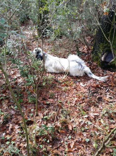 Pippa delle Querce Merizie nel suo ambiente naturale,il bosco delle regine