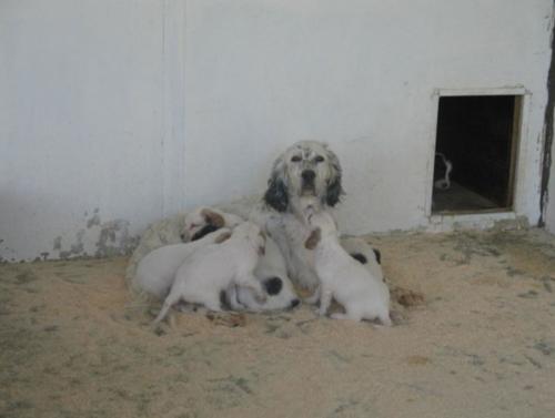 la gingerina ed i suoi cuccioli