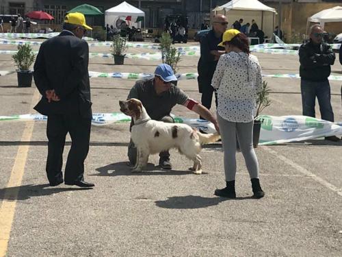 migliore di razza x virus in raduno di razza a marsala