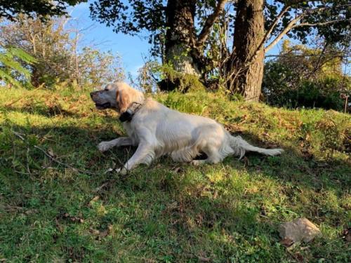 Fanny in ferma a quaglie.Prop.Salerno S.
