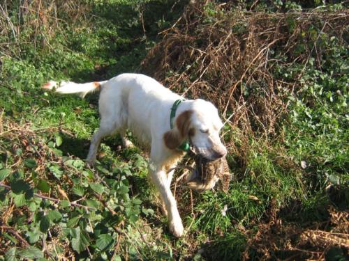 hilde ed un delicatissimo riporto